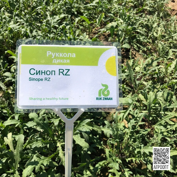 СИНОП семена рукколы (Rijk Zwaan | Alexagro) – фото 4