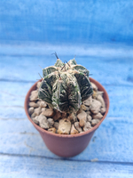 Astrophytum Myriostigma Fukuryu (Астрофитум)