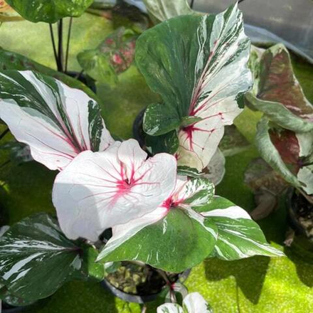 Каладиум THEP APSARA