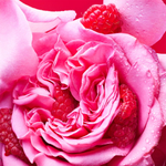 Bvlgari Allegra Fiori d'Amore EDP