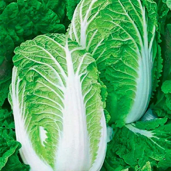Спринкин F1 семена капусты пекинской (Syngenta / Сингента) культура – фото 2