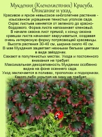Мукдения Росса Красула кленолистник