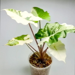 Алоказия PORTORA ALBO VAR