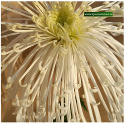 Chesapeake , крупноцветковая хризантема /ан 1 /поставка май 2026г/