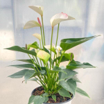 Антуриум Андрэ LIPA PINK MINI