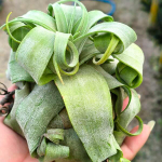 Тилландсия streptophylla Belize Mexico