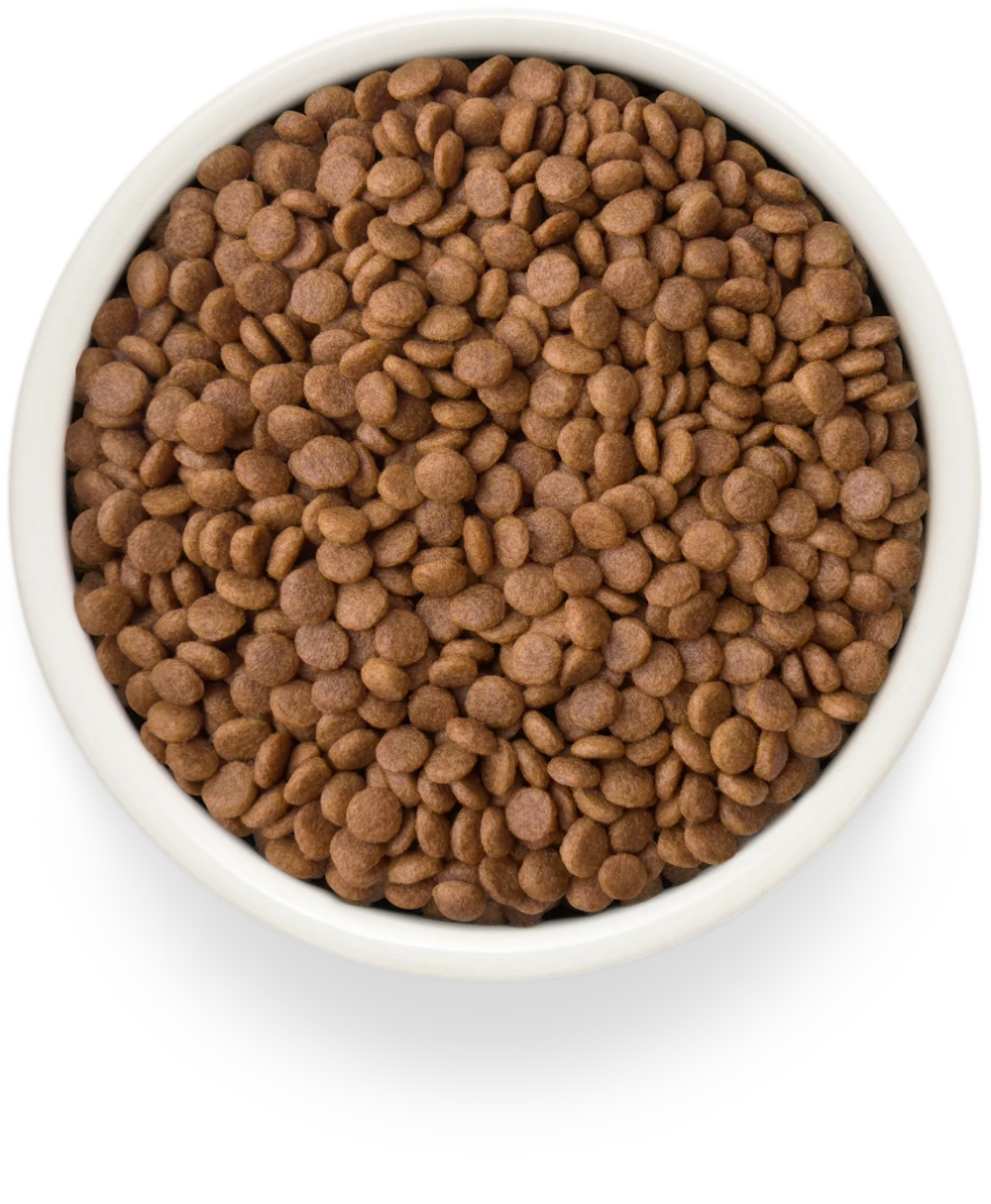 GRANDORF FRESH Свежее мясо утки с бататом для взрослых кошек