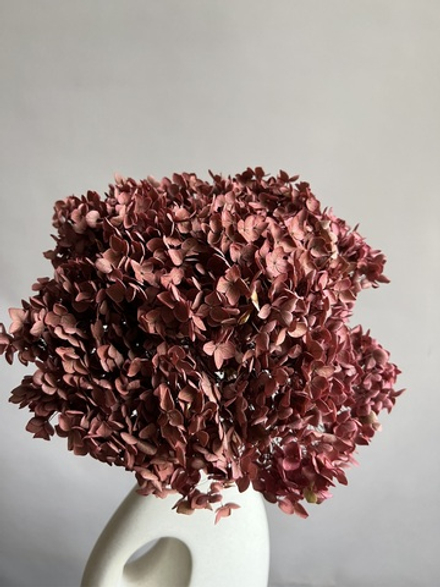 Гортензия стабилизированная кофейно-розовая