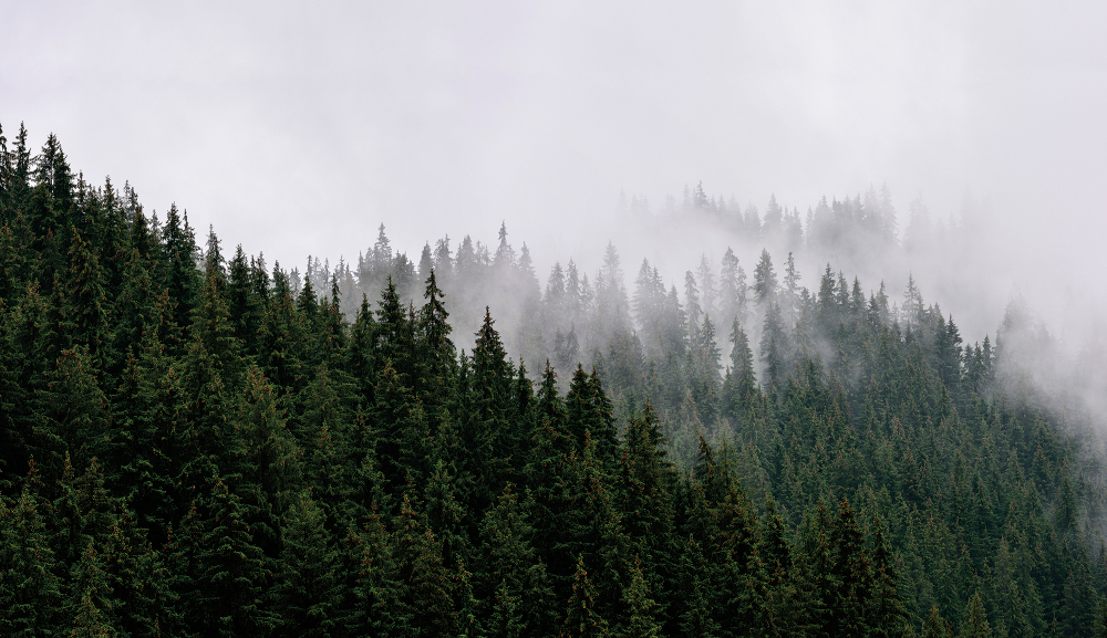 Коллекция Лес