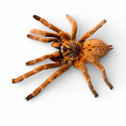 Паук-птицеед Pterinochilus murinus (Птеринохилус муринус)