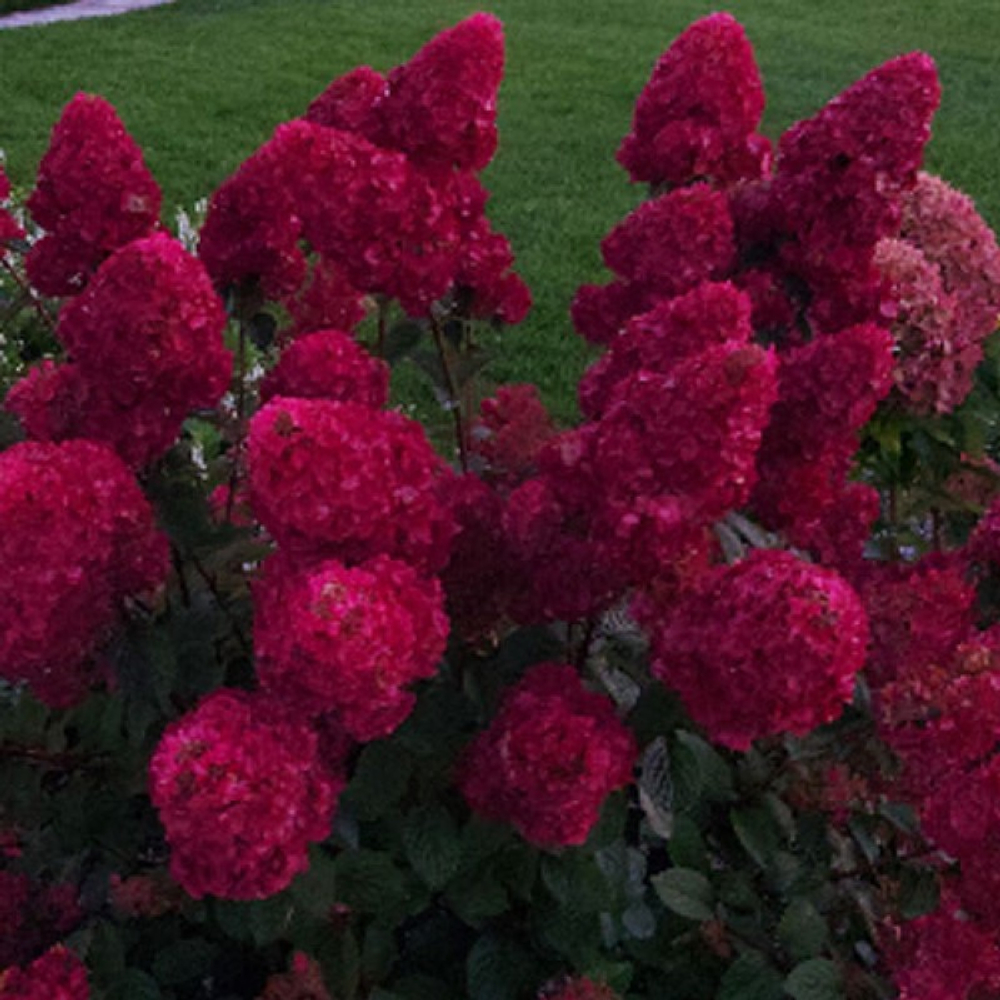 Гортензия метельчатая Самарская Лидия С5 40-60