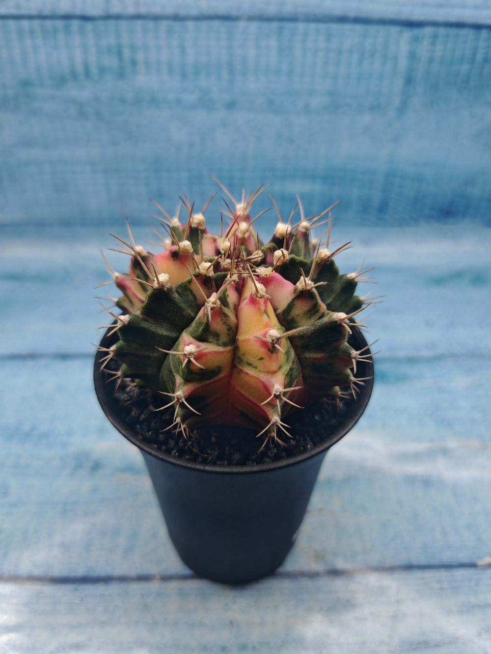 Gymnocalycium Variegata (Гимнокалициум Вариегатный)
