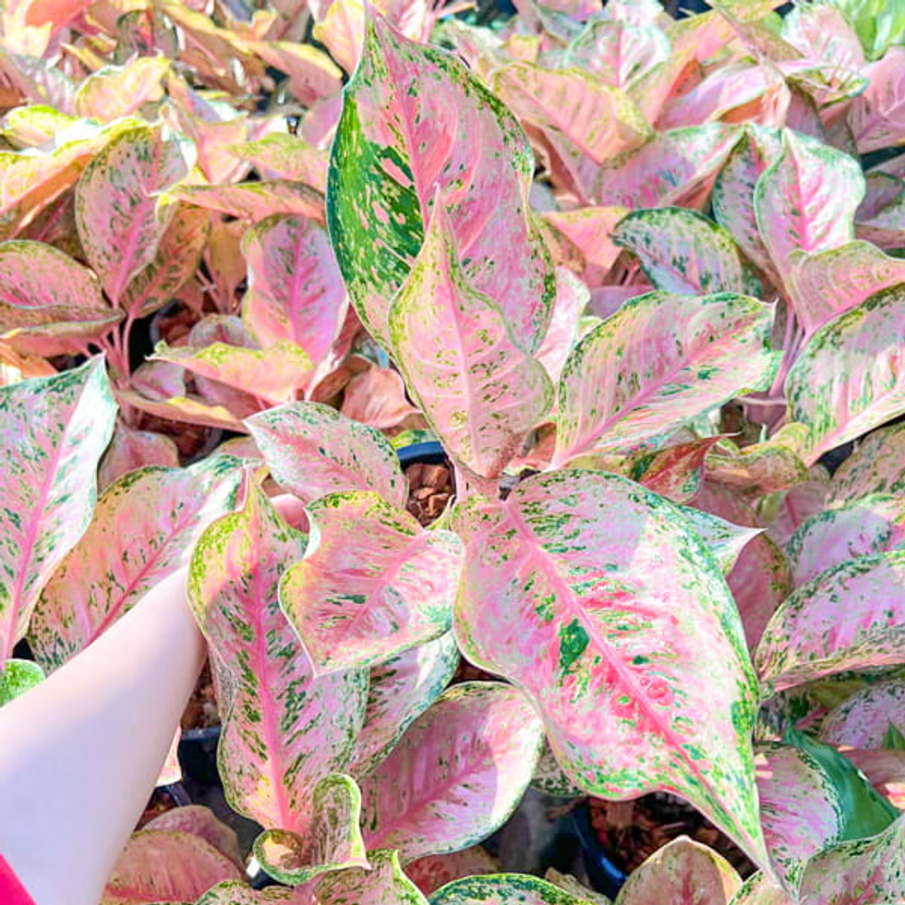 Аглаонема NARERAT