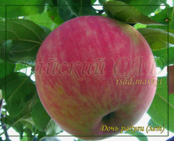 Яблоня Дочь радуги