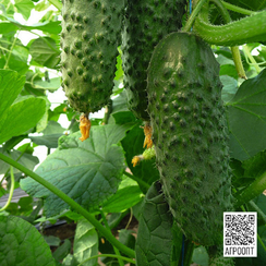 Артист F1 семена огурца партенокарпического (Bejo / Бейо)
