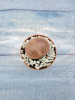 Lithops sp. (Литопсы)