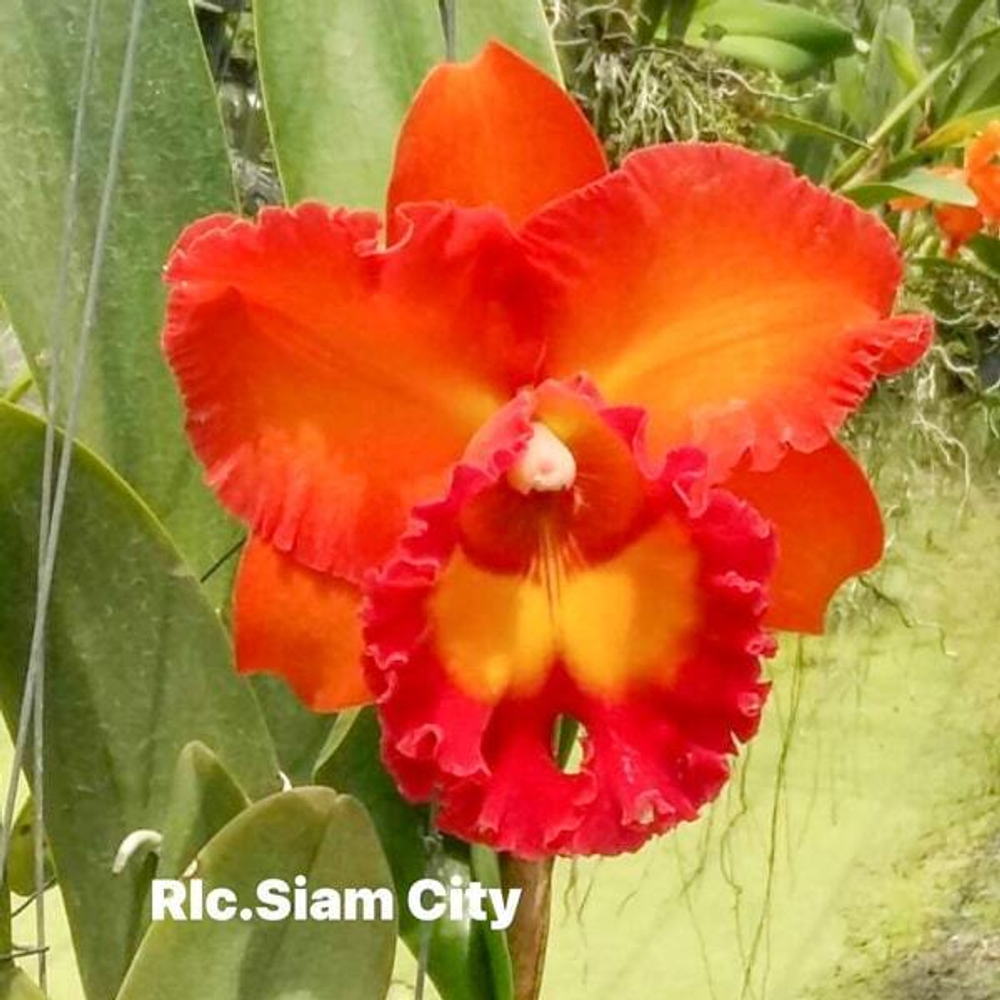 Орхидея ринхолелиокаттлея RLC. SIAM CITY