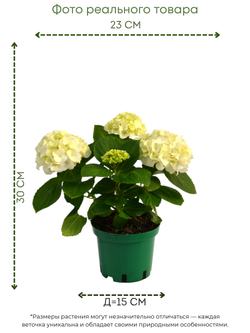 Гортензия Macrophylla White Sun д. 15 СП