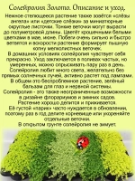 Солейролия Золото комнатная ряска
