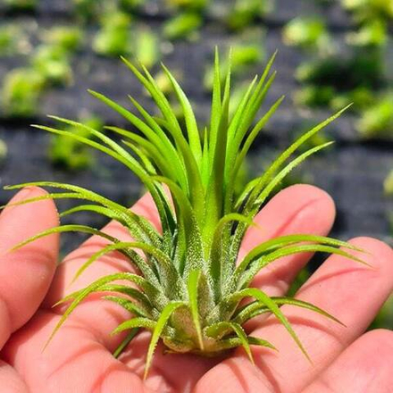 Тилландсия ionantha Fuego R (T34)