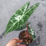 Алоказия PINK DRAGON WHITE VAR