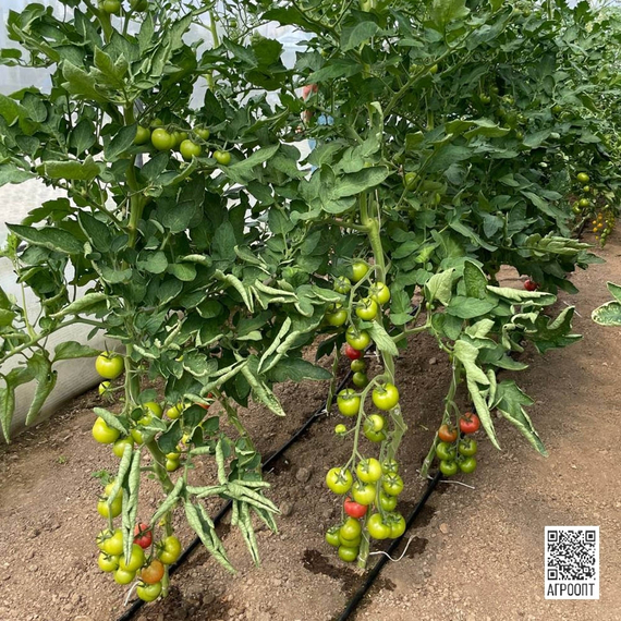 Хибачи F1 семена томата индетерминантного (Rijk Zwaan / Райк Цваан) культура – фото 10