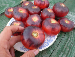 Помидоры - Blue Beauty - Голубая Красавица