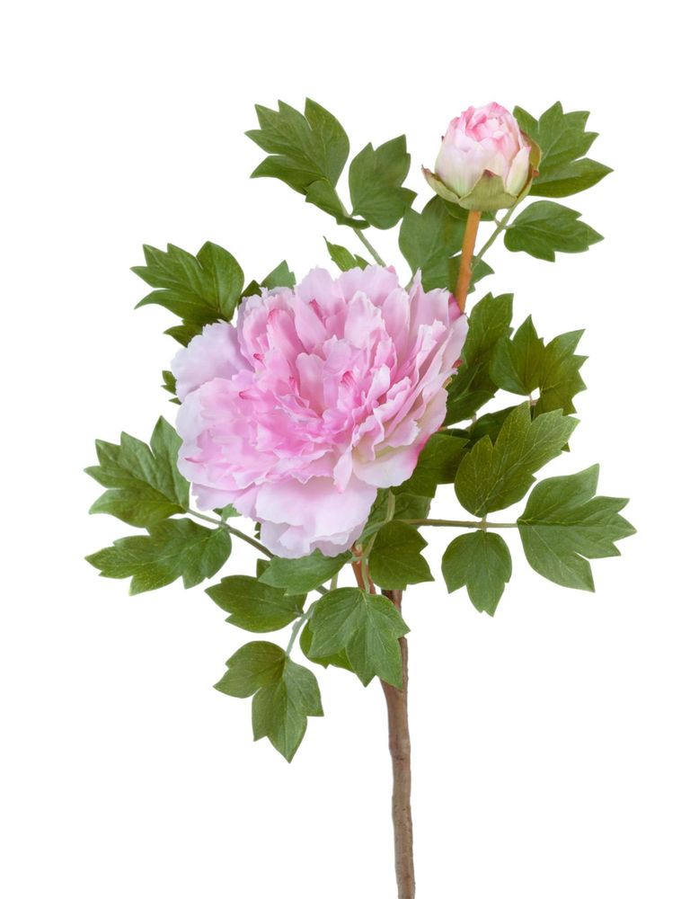 Пион нежно-розовый ветвь малая, в-35 см
