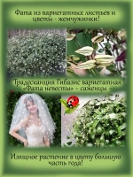Традесканция Гибазис вариегатная Фата невесты
