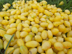 Помидоры Черри Сумасшедшие Ягоды - Bаrry’s Crazy Cherry Tomato