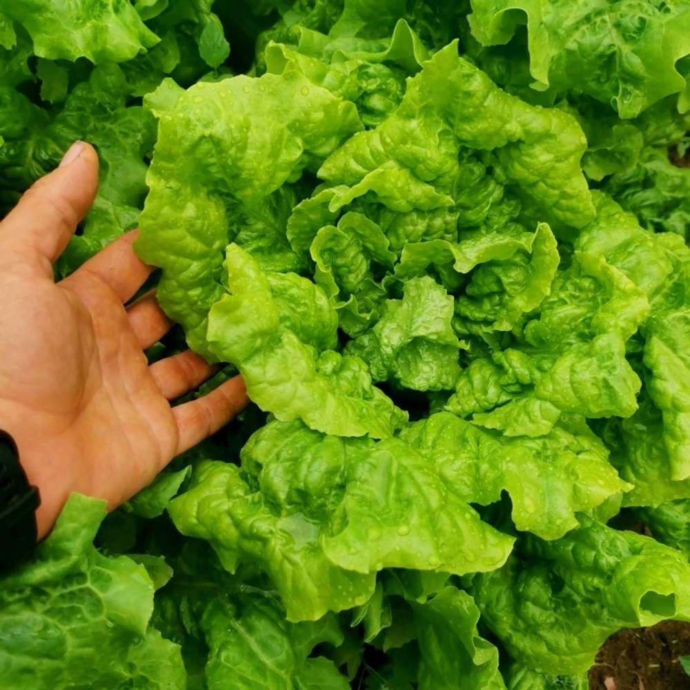 Салат Древнегерманского Племени Батавов - Bataafse Lettuce Salade