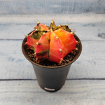 Gymnocalycium Variegata (Гимнокалициум Вариегатный)