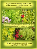 Пеларгония Солнечный луч Санберст душистая