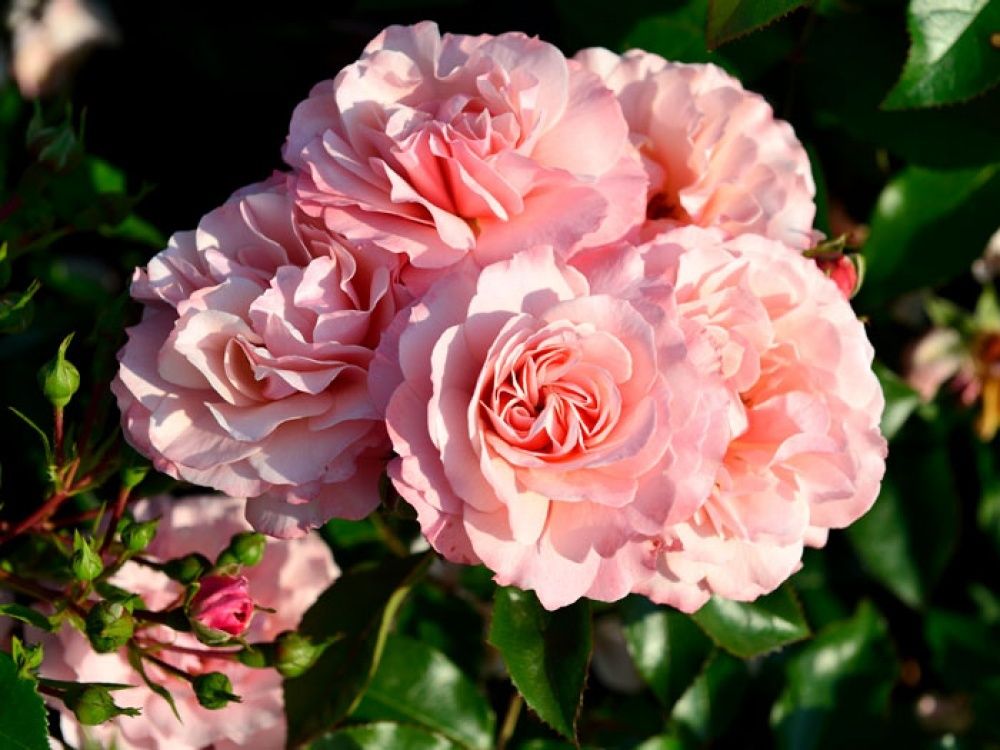 Ботичелли (Botticelli)