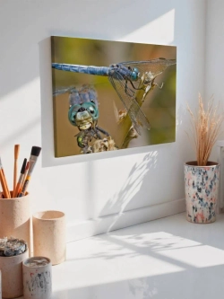 Картина на стену 40 X 50 Стрекозы