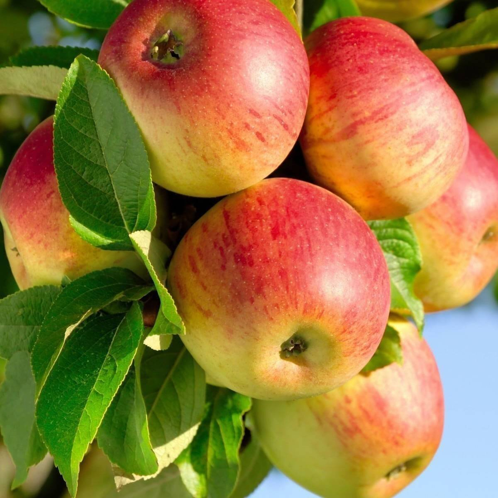 Яблоня Штрейфлинг/Осеннее полосатое