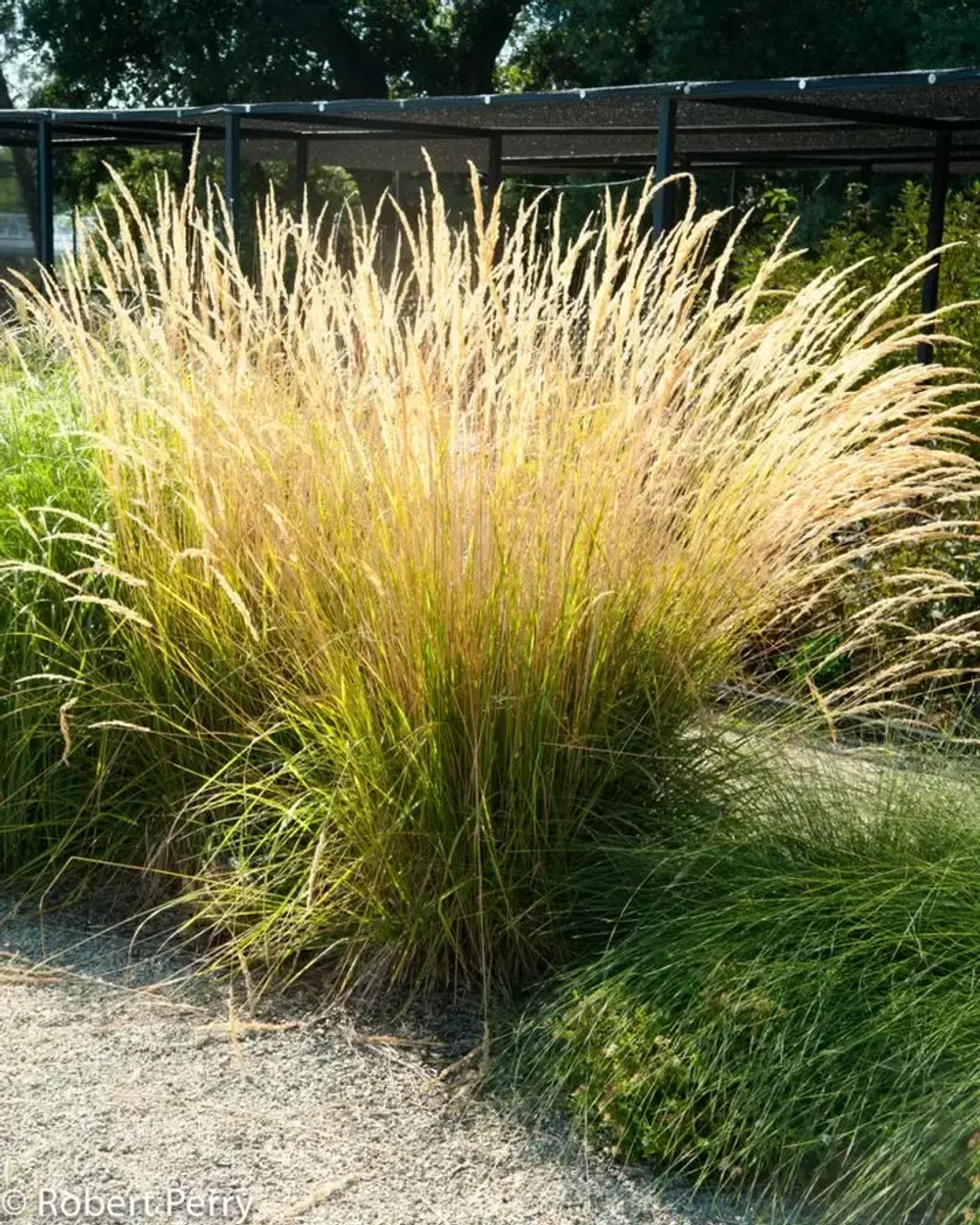 Молиния голубая 'Karl Foerster' С2 15-20 см Закупка М43 май- июнь 2026