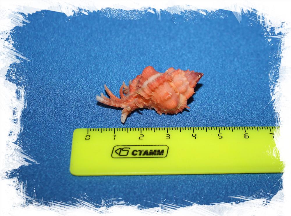 Раковина Chicomurex Venustulus, Chicoreus gloriosus, Мурекс венустулус