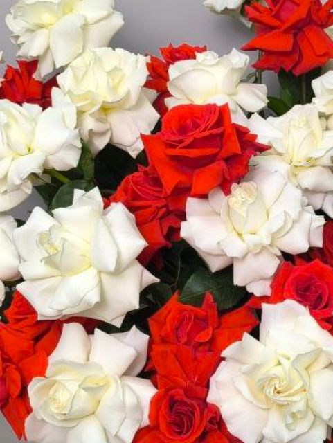 Французские розы