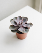 Эхеверия Перлевон Нюрнберг