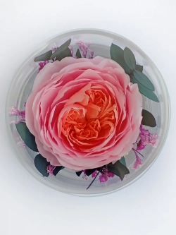 натуральный пион в стекле, вакуум*