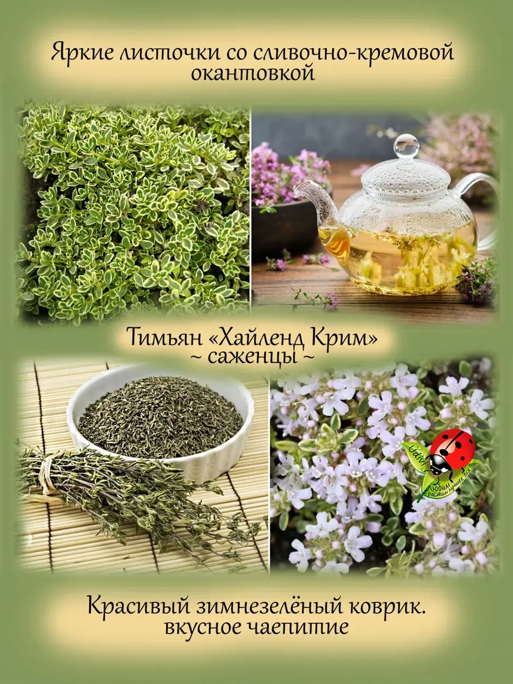 Тимьян Хайленд Крим вариегатный