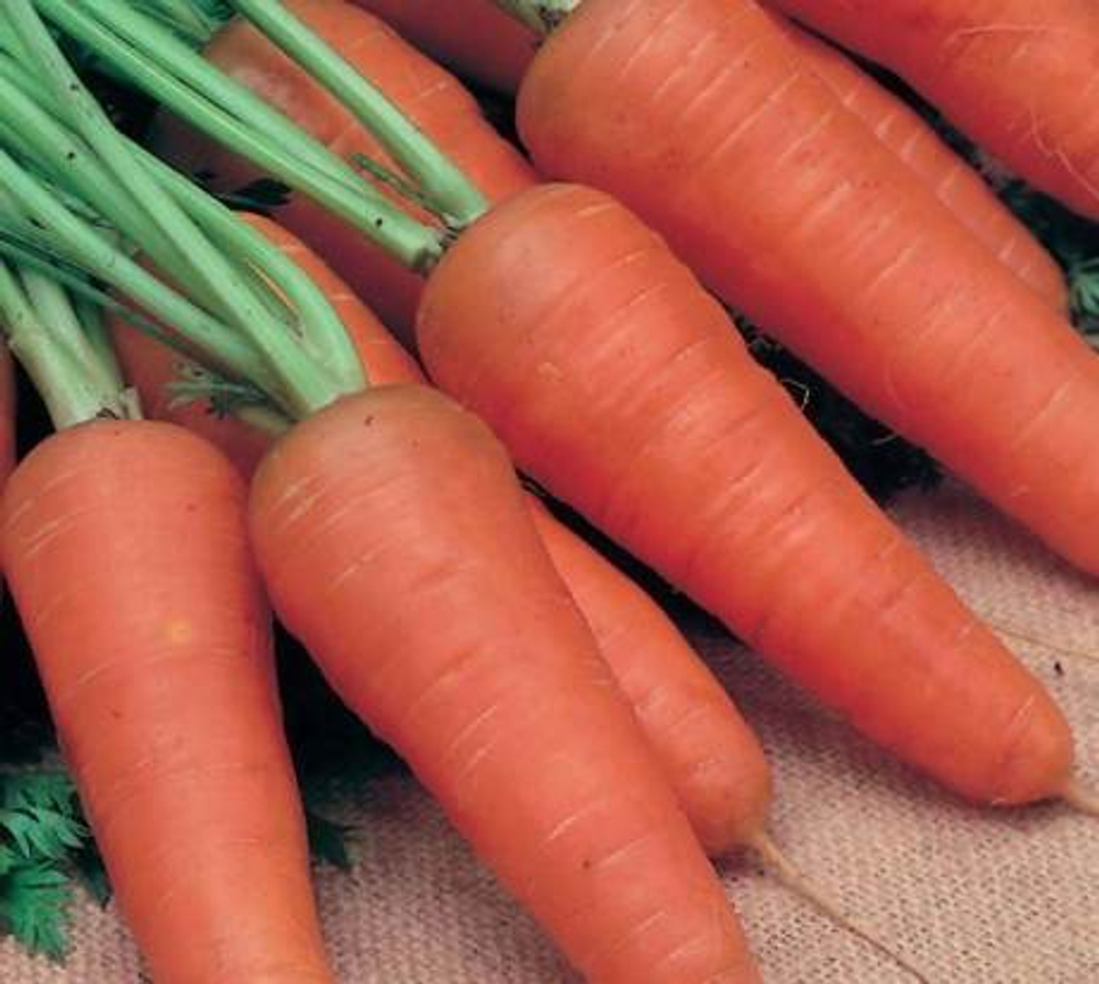 Морковь Шантенэ А Кур Руж2 1г Мировые Семена VITA GREEN