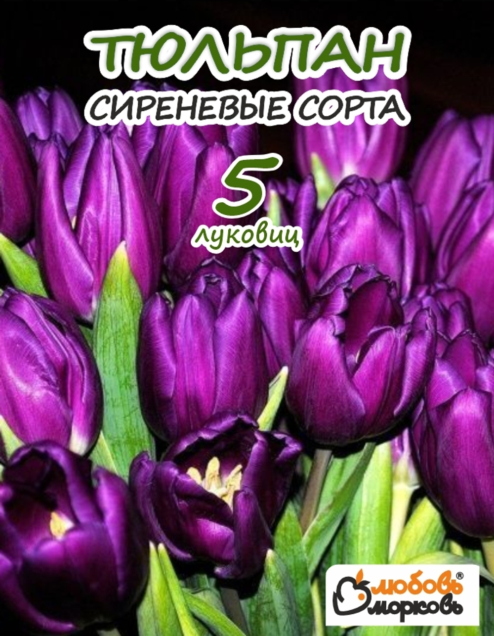 Тюльпан Луковица, Микс сиреневых сортов, 5 шт