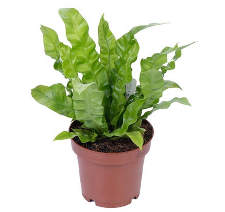 Асплениум Криспи Вэйв