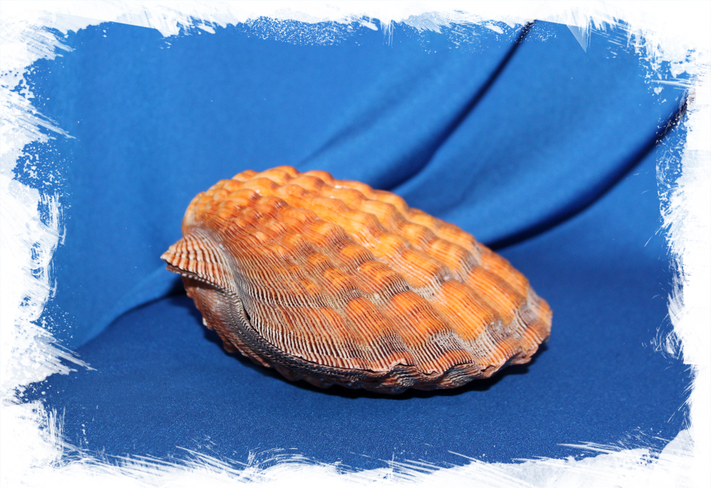Морская раковина Львиная Лапа, Sea shell Nodipecten nodosus