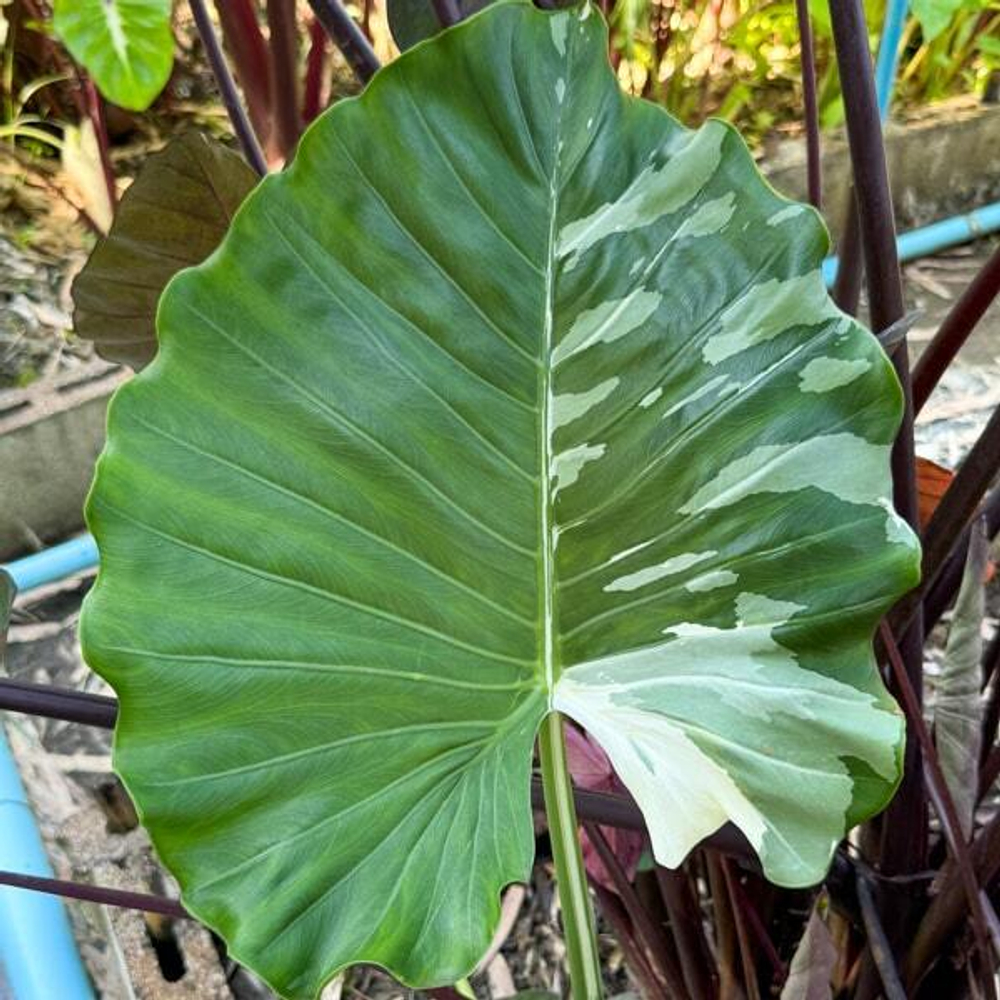 Алоказия GAGEANA ALBO VAR