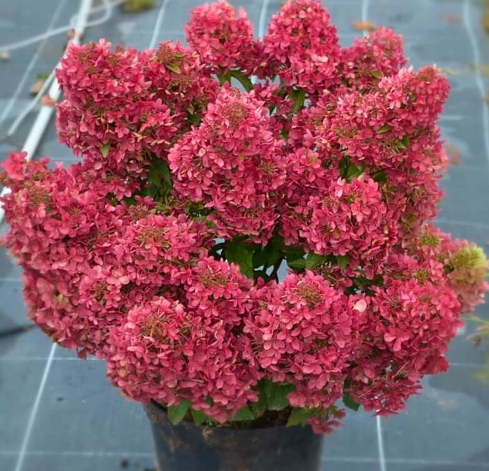 Гортензия "Petit Cherry"