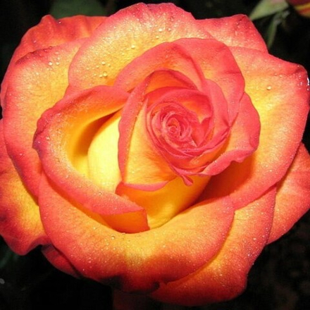 Роза чайно-гибридная Рассела