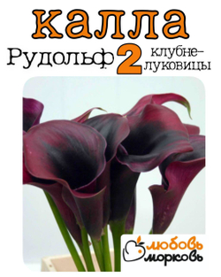Калла Клубнелуковица, Рудольф, 2шт
